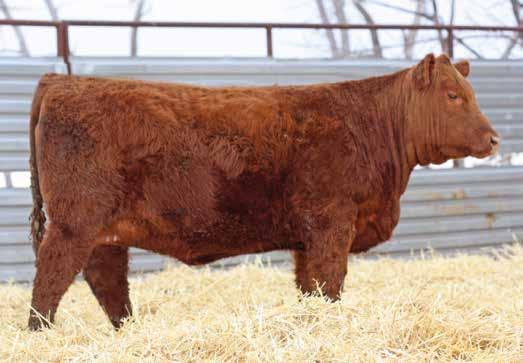 THE OPEN FEMALES LOT 52 70F is the lead off My Kind female in the offering and it is certainly difficult to part with a female of this magnitude.