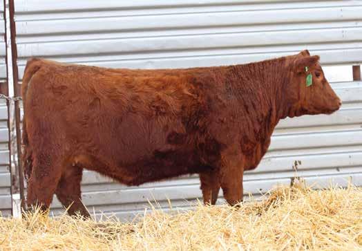 THE OPEN FEMALES LOT 56 Sired by Loosli Right On 423, this dark cherry red beauty is loaded with maternal value and offers a tremendous brood cow look.