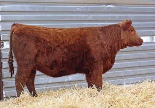 THE OPEN FEMALES LOT 66 87F is sired by Optimus and backed by a stellar Rambo daughter on the maternal side of her pedigree.