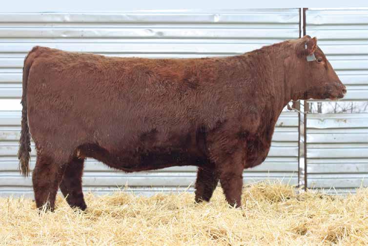 THE BRED FEMALES LOT 68 An exciting pair of full sister bred heifers to lead off a powerful division of females!