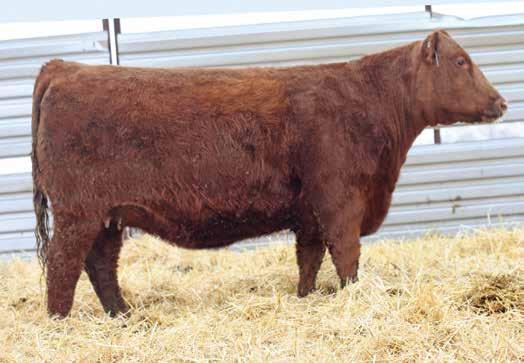 THE BRED FEMALES LOT 76 36E is a blood red daughter of the legendary Buf Crk The Right Kind U199 and backed by a stellar Red Lazy MC Lookout 153X daughter from the Lana cow family.