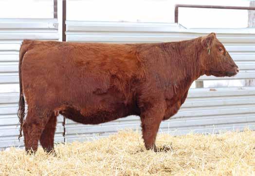 A true brood cow matron in the making! RREDS UP FRONT E719 REG 3779473 P.