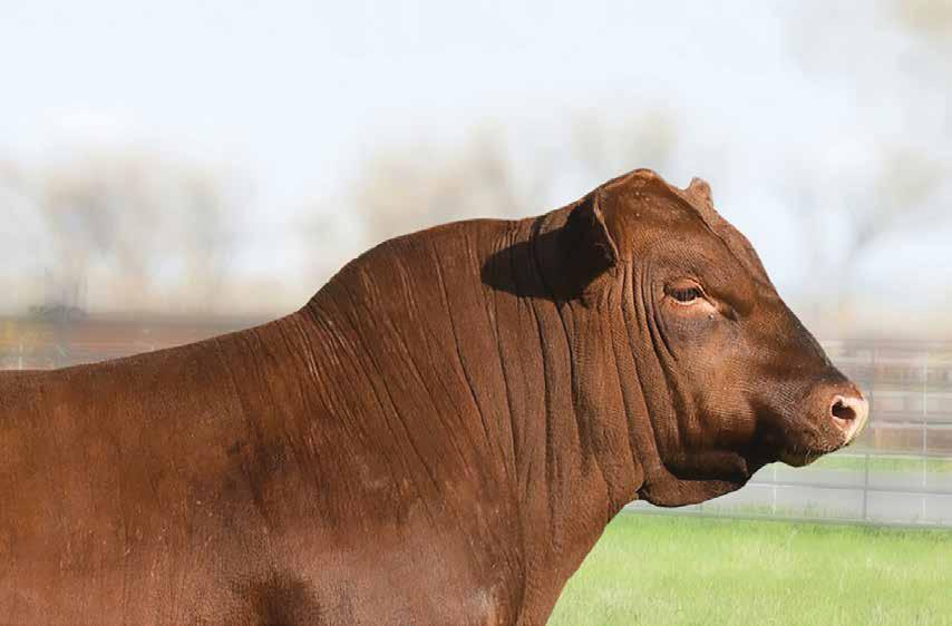Fellow Red Angus Enthusiasts, Welcome to the Annual Turtle River Cattle Company Production Sale!