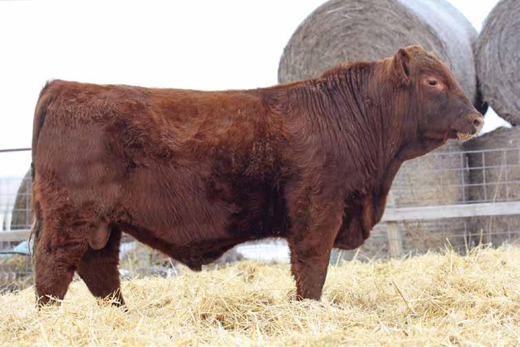 04 13% 2% 50% 47% 2% 1% 8% 60% 22% 21% 47% 46% 66% 8% 30% Sired by the late My Kind, a truly impressive Red Angus individual that was gone before his time.