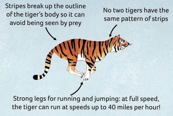 Tracking With The Siberian Tiger In Russia Winters in far-eastern Russia are long and harsh. Snow and ice grip the land and temperatures plummet to -40 Fahrenheit.
