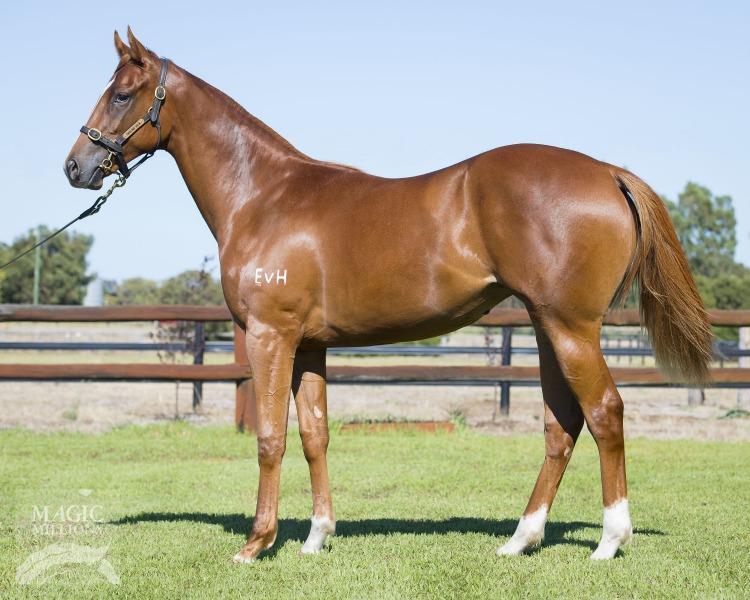 New South Wales Deep Field filly out of Cattalo 10% shares $8,500 (5% shares available) John Thompson - Randwick I have been inspecting the progeny of Deep Field at this year s sales but the ones I