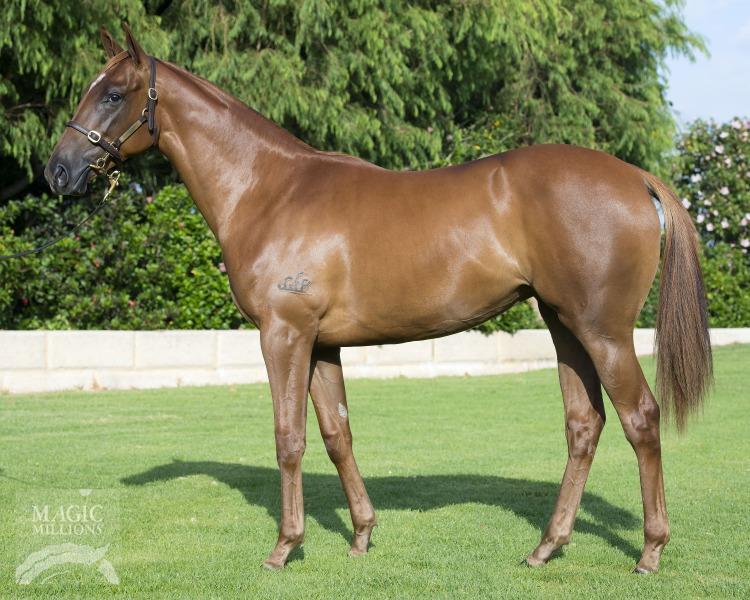 West Australia Sizzling / Bella D Amour filly 2016 $8,500 per 10% share (5% shares available) At the 2017 series of yearling sales I was consistently taken by the progeny of Sizzling.