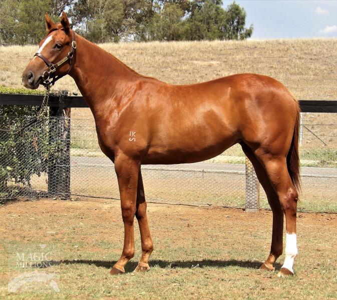 I was thrilled to purchase this filly and look forward to her wearing our colours.
