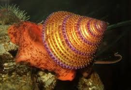 Make up the biggest group of molluscs Generally have large coiled shell, and this group