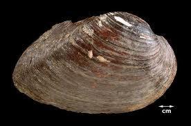 Bivalves do not move due to their large, heavy shells.