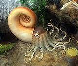 Both the squid and octopus use water jets that are powered by contractions of the mantle for fast swimming.