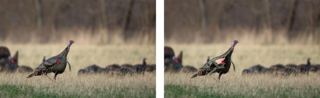 Tactics. As usual it is always phenomenal to come listen to and learn the language of the wild turkey and what each and every call means, how to produce each call, and when to use them.