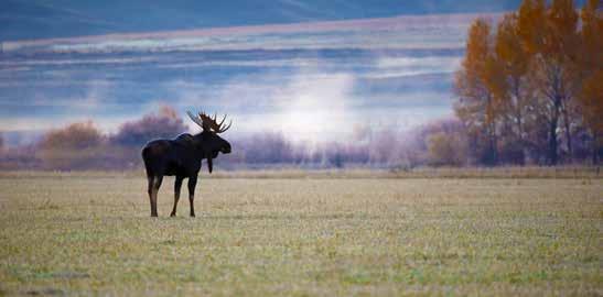 Wildlife and Big Game Hunting: Deer: The Jefferson River Island Ranch has an abundance of wildlife.