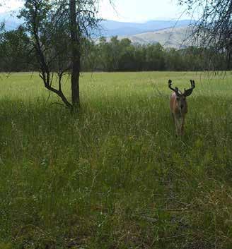The ranch itself is known to hold bucks scoring in excess of 170 Boone and Crockett.