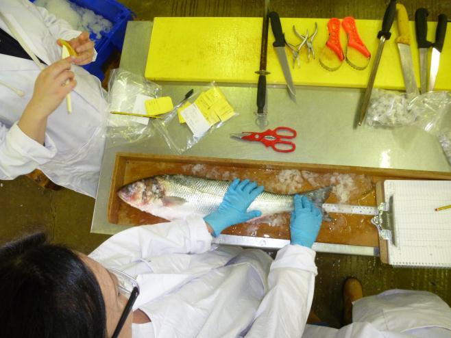 Recreational Sea Anglers (RSA) Taking scale samples, measuring the bass and collecting gonads at a processing industry.