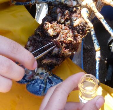 We have started to tag lobsters in Pembrokeshire and will start in other locations in Wales throughout August. Hopefully we will start to catch tagged lobsters that have moulted and grown very soon.