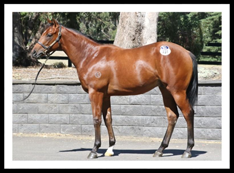 SEPOY GELDING Minervini Racing with the support of some great clients have been