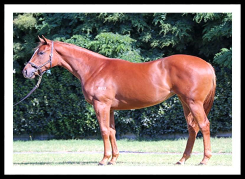 We ve purchased four outstanding yearlings - one colt and three fillies.