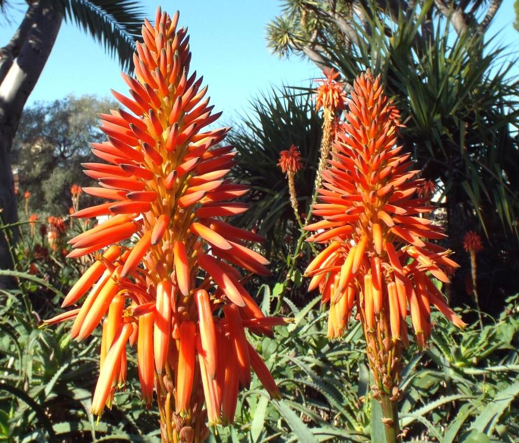 British Cactus & Succulent Society - Harrow Branch ANNUAL CACTUS SHOW SAT 25 th JULY 2015 *** Hundreds of Amazing Desert Plants on Display *** Aloe arborescens St Thomas More RC Church Hall, 32 Field