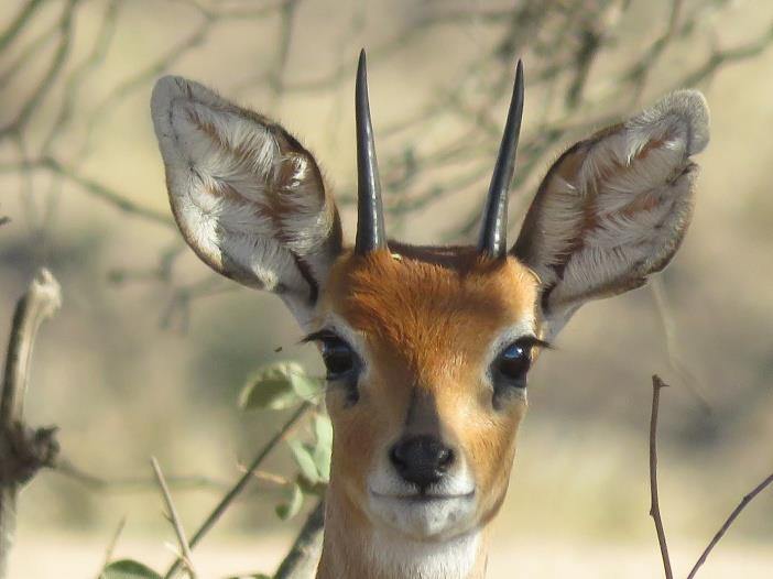 SGBSA Vision VISION: We strife to provide insightful industry guidance and inspiration on the most effective expansionary management of small antelope numbers