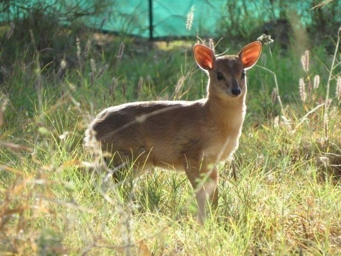 SGBSA Mission MISSION: Promotion of the development, sustainability and profitability of commercial small antelope breeding in Southern Africa through involvement and
