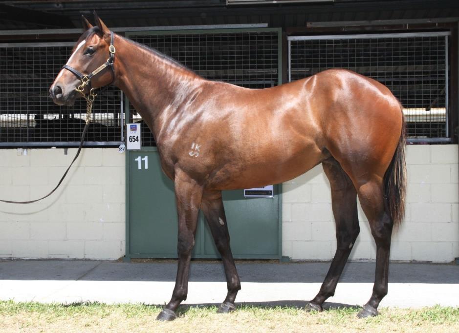Sizzling /Senro Kisaki filly - Patrick Payne 10% shares $17,500 5% shares $8,750 70% remaining I really liked what I saw in a number of the progeny of Sizzling at this sale.