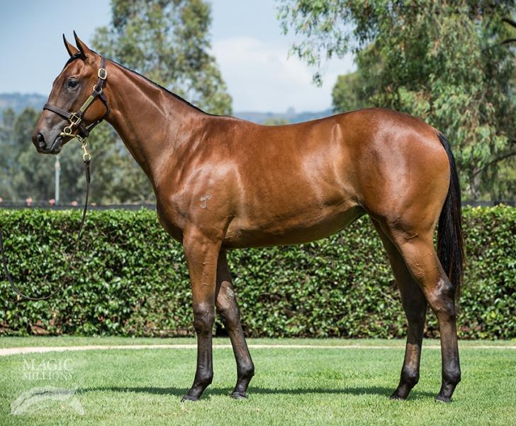 Smart Missile / Devoirs filly Darren Weir 10% shares $14,900 5% shares $7,450 70% remaining If there was one yearling I was always going to purchase at this sale it was this one.