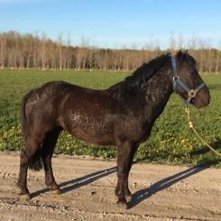 LOT 8 Consignor: Billings, Lori & Wayne PONY - GELDING Approx. 8 Years Old, Approx. 11hh Bay Pony Gelding. Just purchased him at the Fur and Feather in Mt Forest held this Spring.