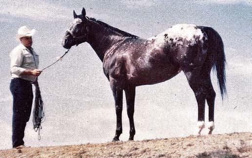 Colida was foaled on Saturday, April 13, 1957, and died on Thursday, July 8, 1982.