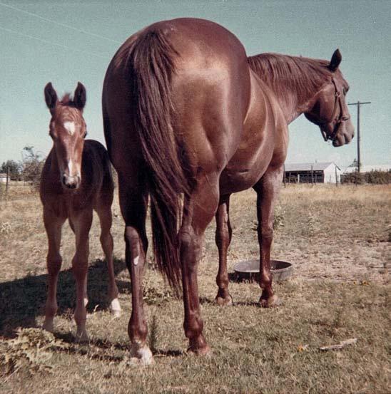 Don and Martha were breeders of Mr Trouble Step, who was the grandsire of Troubles Spicy, dam of Colida Will Power.