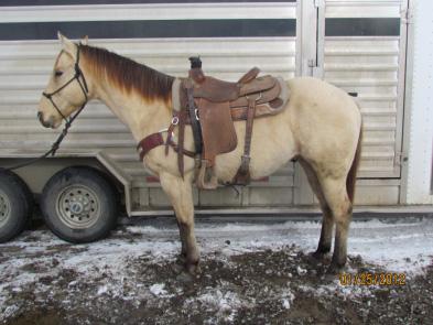Can go all day. He is very gentle. This horse would make a great asset to anyone. He was used every year to go to Colorado Elk Hunting. 100% sound. FMI (214) 463-8407.