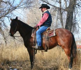 to have on the ranch, that can go to the arena and do about anything you are in the mood to do!