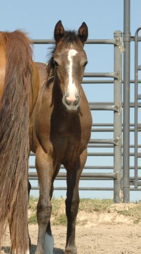 303 Top Perry Fletches Model Consigned by Copper Spring Ranch Bozeman, MT Pending 2011 Gray Filly (Pending) Mr Jess Perry Mitos Top Lady Royal Fletch Linquas Model Streakin La Jolla Scoopie Fein Sire