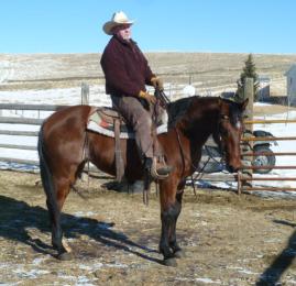 This horse is a true gentleman and a pleasure to be around. For more information (406) 208-8995.