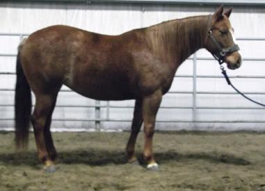 Great prospect for cutting, cowhorse or roping. Eligible to be Canadian Supreme Nominated. (403) 314-9027 By NO GUNS IN THE BAR (2001).