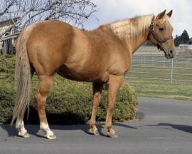 261 2007 Chestnut Gelding (5001849) Doc s Remedy Reminic Filinic Bueno Chexinic Bueno Chex Bueno Chex Kaweah Barfleur Bar Doc s Sug Bar Gal Sugs Holly Joan Consigned by Tim Barry What A Chexinic Wild