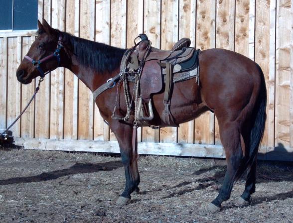 264 Miss N Cash Pennys Miss Kitty Consigned by Hope On A Rope, LLC Prineville, OR Pennys In the Kitty 2001 Bay Gelding (4322262) Dash For Cash Doc N Missy Chex O Lena Kitty Smoke 264 Rocket Wrangler