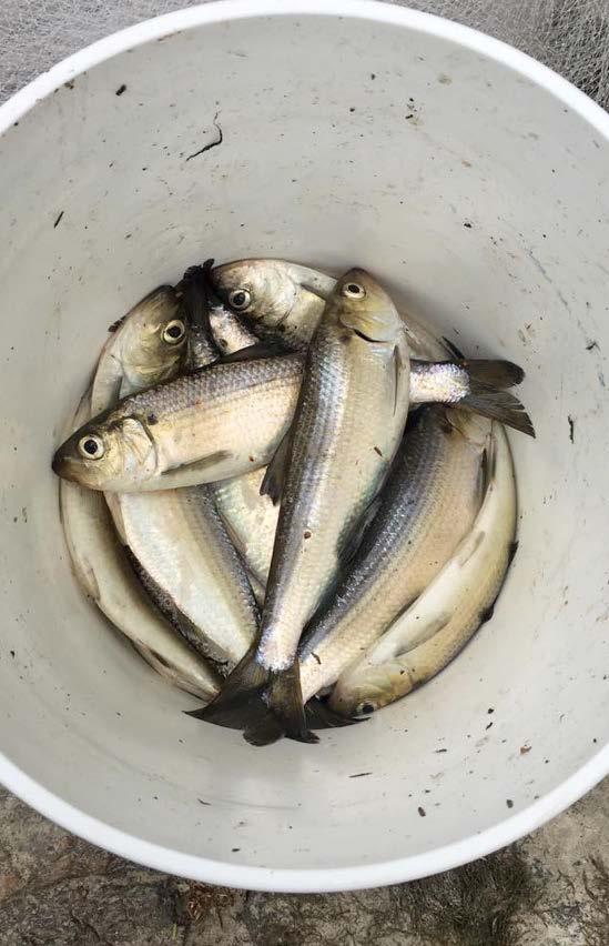 It seems to us that most of the alewives pass the falls in two or three days, with a few tides of major migration events sandwiched by a trickle of fish that can extend for weeks.