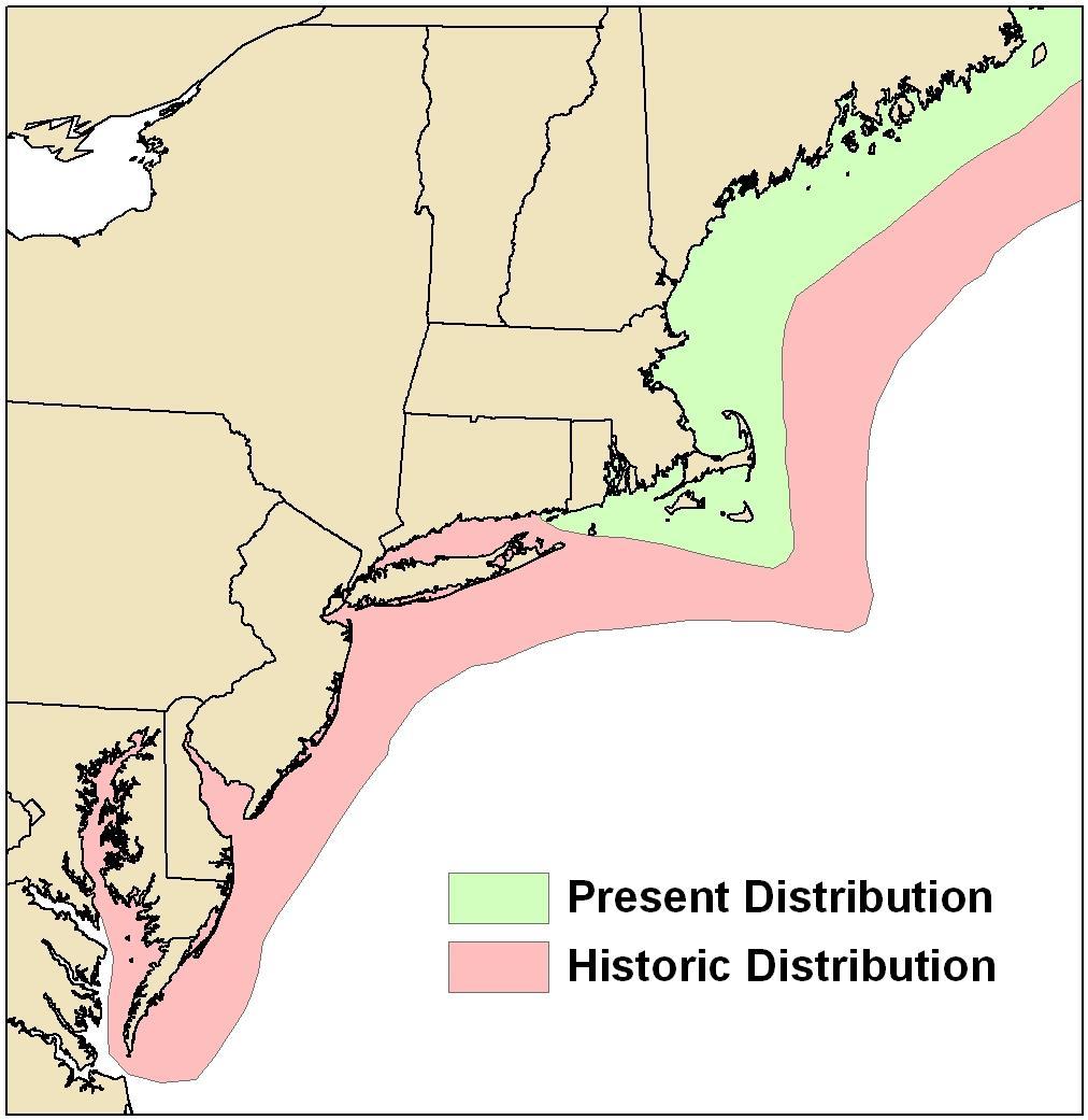 RAINBOW SMELT Remarkable range contraction in the past century Catches in MA, NH, and ME greatly