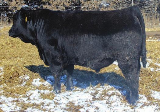 Black Purebred We have more Purebred Gelbvieh s than normal offered. Simply because we had a really good group of purebred bulls. Two sires dominate this offering, Twister and his sire Flying Granite.