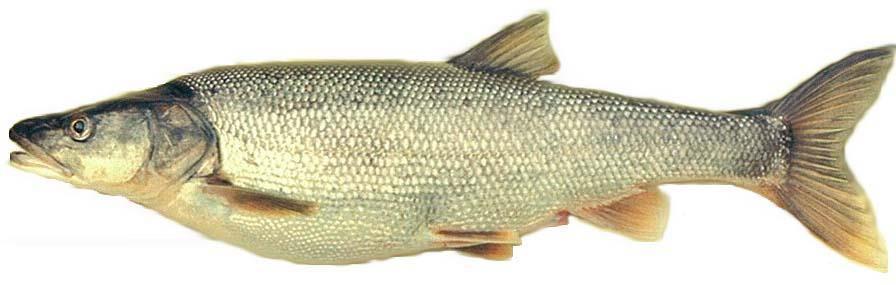 Special Undesirable Species Northern Pikeminnow family cyprinidae A very big minnow (30-60 cm total length) Deemed so undesirable that $millions have been