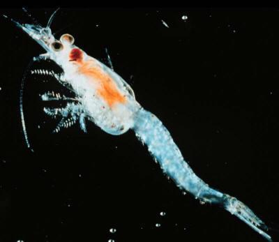 Organism additions: invertebrate introductions E.g. Opposum shrimp (Mysis relecta) a glacial relict marine species native