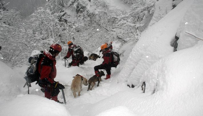 The use of dogs allows to reduce times of rescuing, particularly in areas difficult to search, and to increase the possibility of finding missing people.