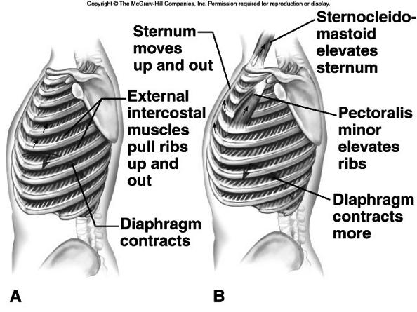 ú There is also movement in the body as the DIAPHRAGM contracts, changing from a dome shape to a flatter sheet.