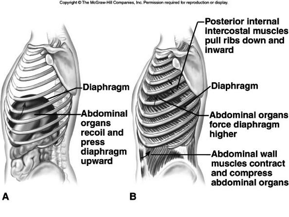 Changes in Thoracic Volume 19 Figure 21.