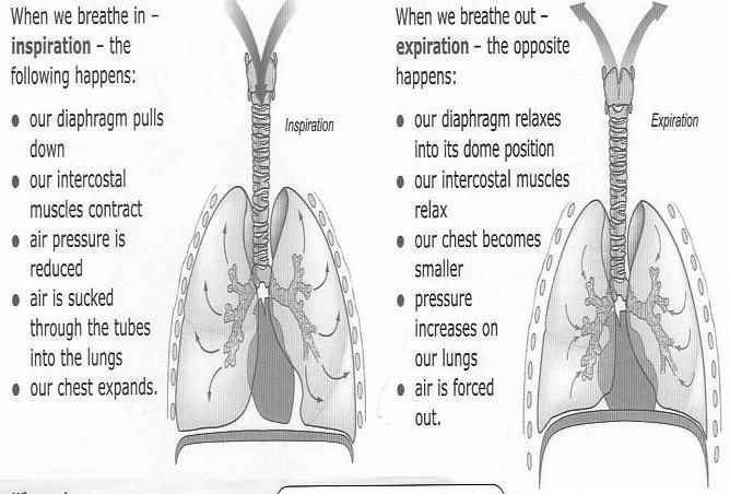 After inspiratory effort stops, the expiratory