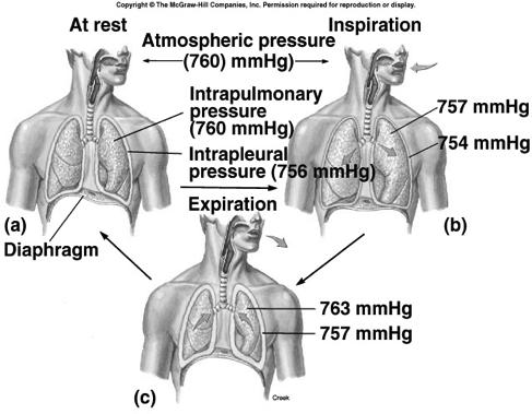 Diaphragm Experiment Quiet Inspiration Expiration Active process: ú Contraction of diaphragm, increases thoracic