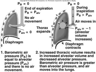 ú Increase in lung volume decreases pressure in alveoli, and air rushes in.