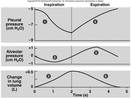 Normal Breathing Cycle Factors influencing ventilation 1.