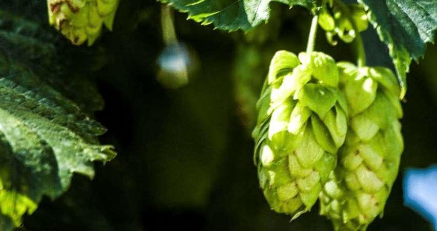 Germany The Bavarian Hops Tour 2019 Self-Guided Cycling Tour 8 days / 7 nights Hopfen und Malz - Gott-erhalt's - a toast, which literally translated means: Hops and malt for beer - may God preserve